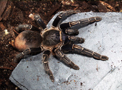 Aphonopelma seemani Zebra vogelspin