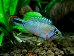 Apistogramma Pandurini