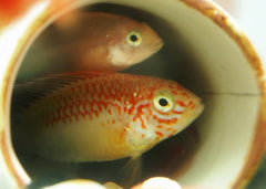 Apistogramma sp viejeta gold