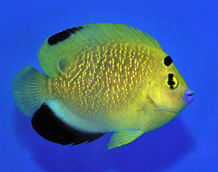 Apolemichthys xanthopunctatus X trimaculatus tankbred