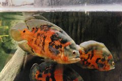 Astronotus ocellatus pauwoog
