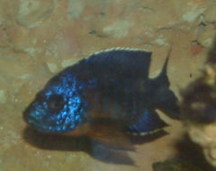 Aulonocara Hansbaenschi Red Flash