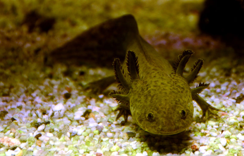 Axolotl Bruin-Wildkleur (Ambystoma Mexicanum)