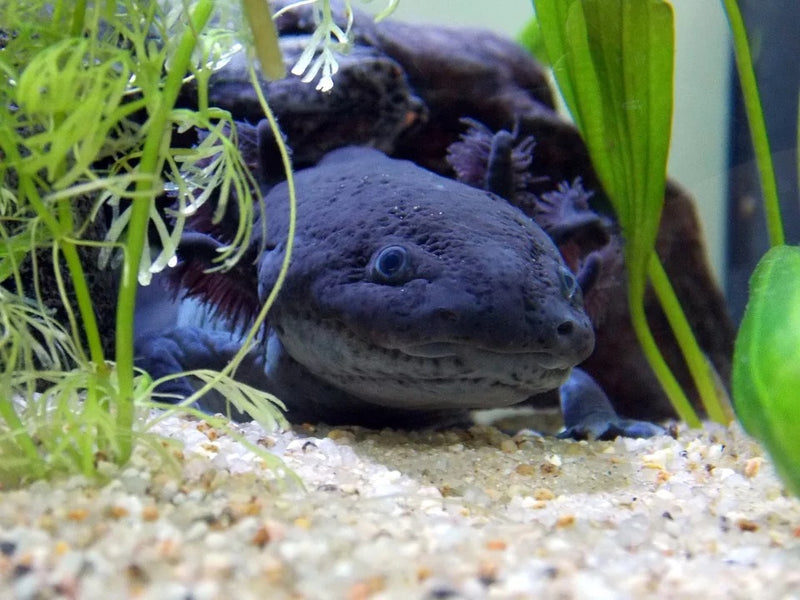 Axolotl Zwart (Ambystoma Mexicanum)