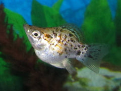 poecilia sphenops ballon molly luipaard