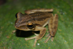 Polypedates Leucomystax