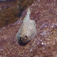 Beaufortia Kweichowensis M Chinese Algeneter Kweichow