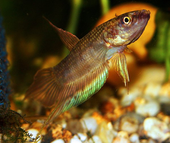 Betta dimidiata