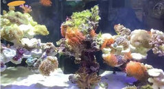 Blue Marine Floating Rock Set