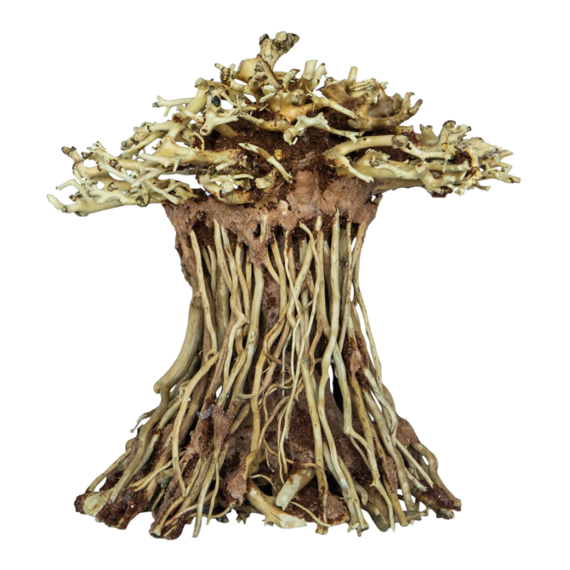 SuperFish Bonsai Mushroom small