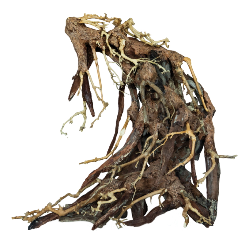 Bonsai Root Large