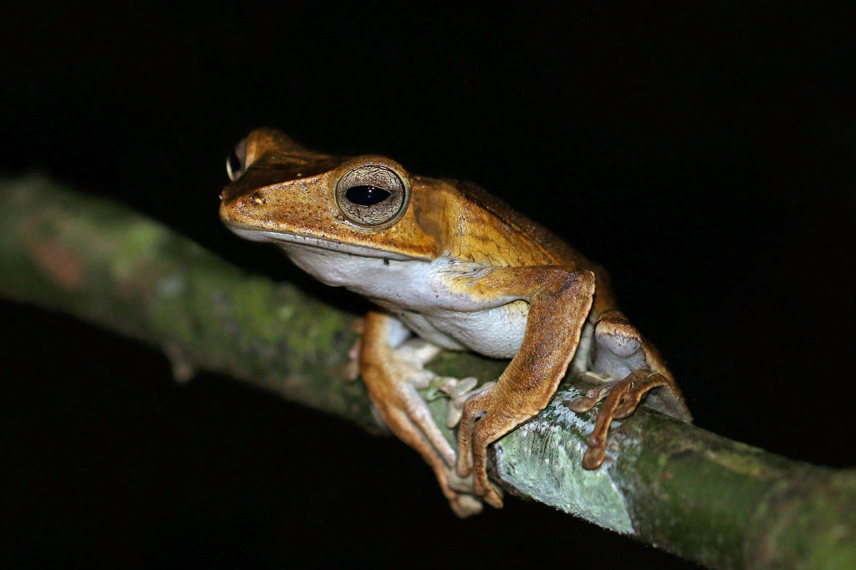 Polypedates otilophus