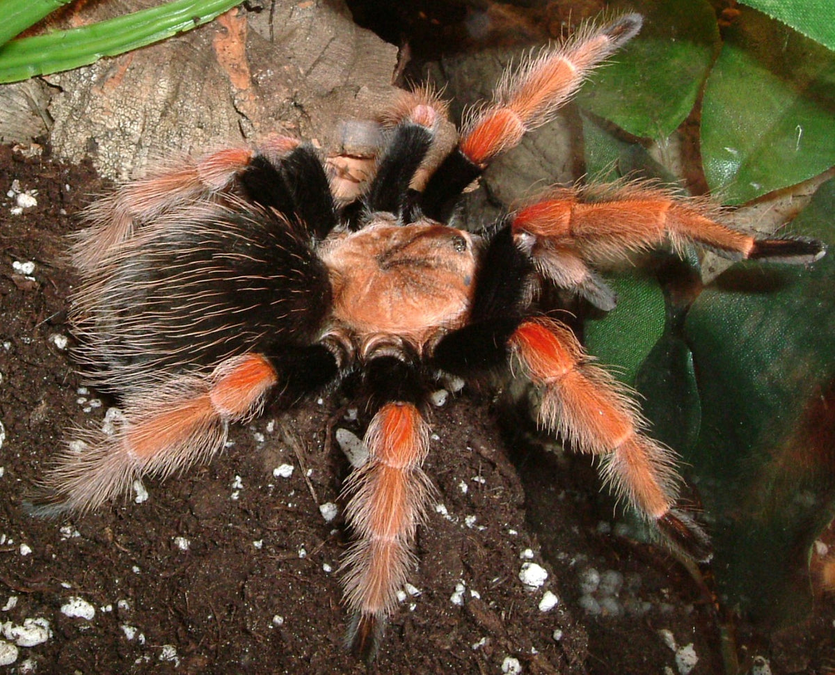 Brachypelma boehmei Roodbeen vogelspin