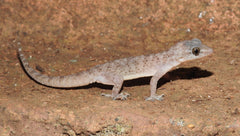 Hemidactylus Brookii