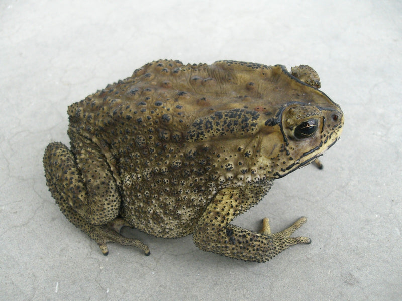 Bufo melanostictus