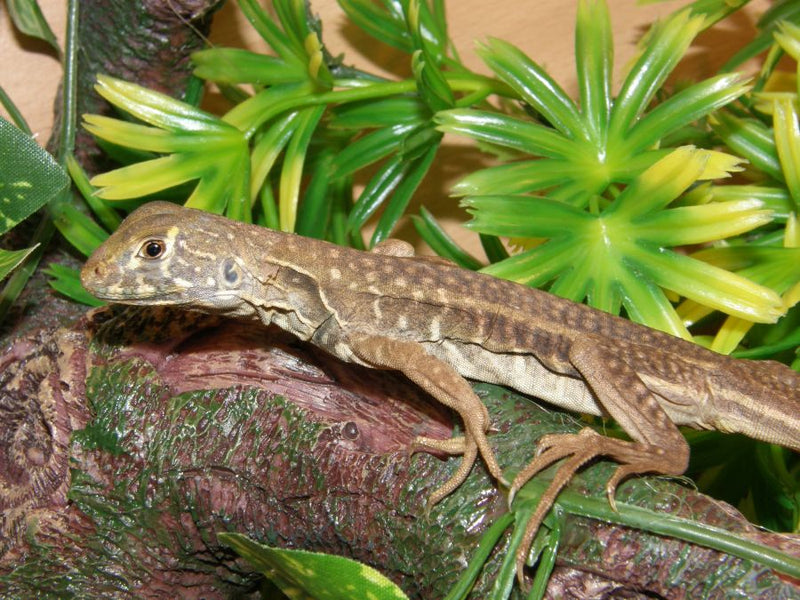 Leiolepis belliana (Vlinderagame)