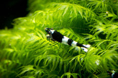 Caridina cf. Cantonensis - Crystal Black Garnaal