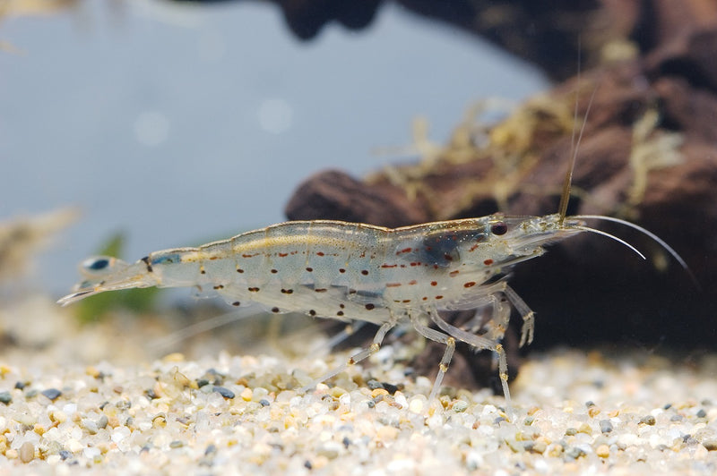 Caridina japonica garnaal
