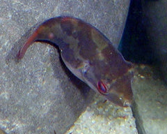 Carinotetraodon Irrubesco (Roodstaart Kamkogelvis Indonesie)