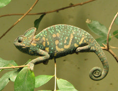 Chamaeleo Calyptratus volwas