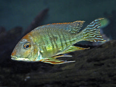 Geophagus Altifrons (Paardekopcichlide)