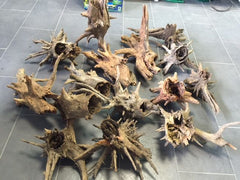 HS Aqua Corbo-root
