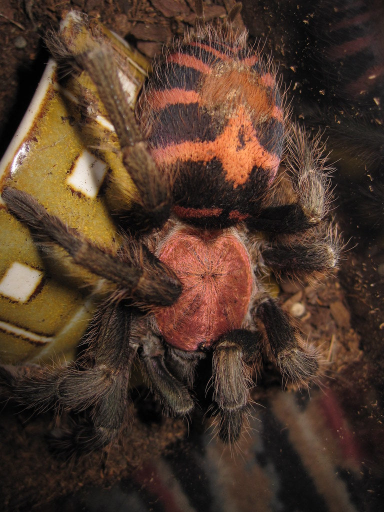 Cyclosternum fasciatum Tijgerstreep vogelspin