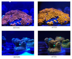 D-D Coral Colour Lens Gen 2