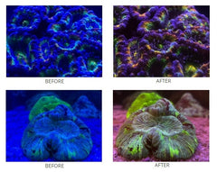 D-D Coral Colour Lens Gen 2