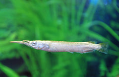 Dermogenys pusillus Albino