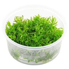 Didiplis Diandra - In Vitro Cup