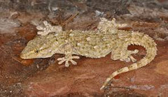 Tarentola Annularis