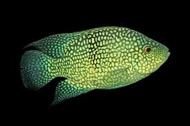 Herichthys Carpinte