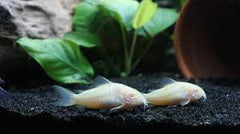 Corydoras Paleatus Albino