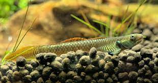 Stiphodon ornatus - Rainbowgoby