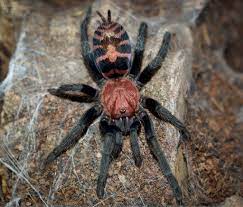 Davus pentaloris Guatemalaanse wespvogelspin