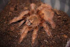 Nhandu tripepii Braziliaanse blonde vogelspin