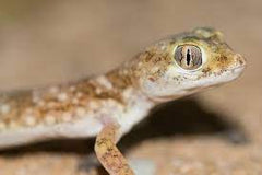 Stenodactylus sthenodactylus Dunvingergekko