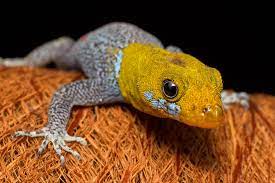Gonatodes albogularis Witkeeldaggekko