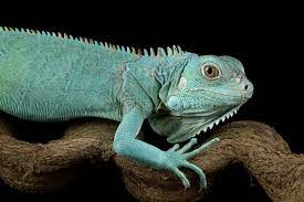 Iguana iguana blauwe leguaan