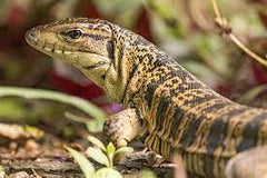 Tupinambis teguixin Gouden teju