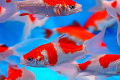 Sarasa goudvis mix 12-16