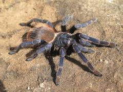 Pterinopelma sazimai Braziliaans blauwe vogelspin