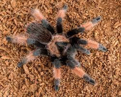 Brachypelma emilia Mexicaanse roodscheen adult