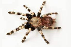 Nhandu chromatus Brazilaans rood witte vogelspin