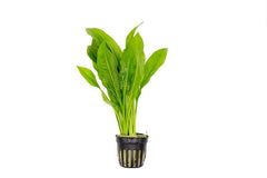 Echinodorus Paniculatus (Bleheri)