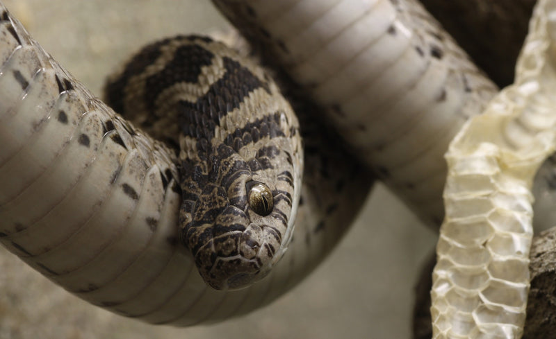 Dasypeltis scabra