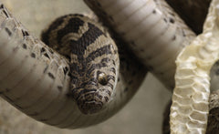 Dasypeltis Scabra