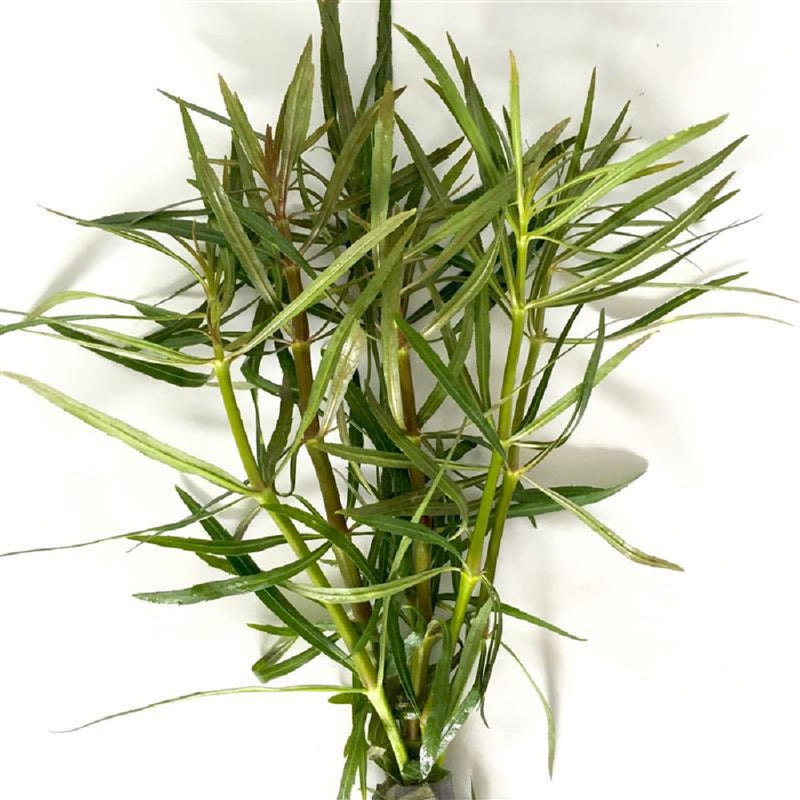 Eusteralis Stellata