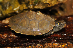 Graptemys pseudogeographica